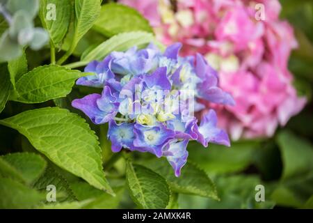 Bleu-blanc et rose hydrangea ou hortensia fleurs dans le jardin. Beau fond naturel. Banque D'Images