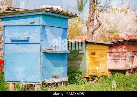 Abeilles sur une ancienne ruche en bois dans un jardin de la ferme. Le rucher, swarm, abrité du vent et avec une bonne exposition au soleil. Banque D'Images