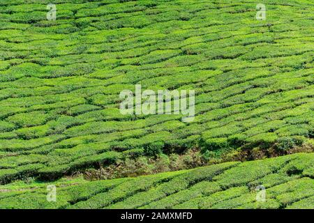 Photo plein cadre de la plantation de thé près de Munnar à Kerala, en Inde du Sud, le jour ensoleillé Banque D'Images