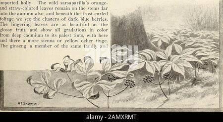 Les feuilles de stNicholas [série] . saparillas de couleur orange et de paille restent sur les tiges jusqu'à l'automne aussi, et sous le feuillage de glace nous voyons les grappes de baies bleu foncé.Les feuilles persistantes sont aussi belles que le fruit glacé, Et montrer toutes les gradations dans les colorants du cadmium profond à ses teintes les plus palpables, avec héréet là un plus sienna ou ocre jaune tinge.Le ginseng, un membre de la même famille et de l'habitude quelque peu similaire de croissance, a berriesd'un rouge brillant, et donc cette famille, aussi, cline le thème de la scarabée qui traverse somany des fruits d'automne. Comment intimide Banque D'Images