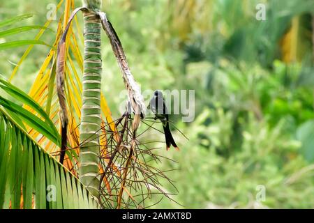 Black drongo (Dicruridae Dicrurus macrocercus), une espèce d'oiseau d'Asie avec un plumage noir brillant et bec de fourche s'asseoir sur la queue de la direction générale de l'arbre perche forêt Banque D'Images