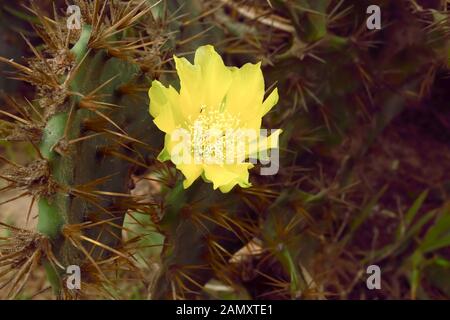 Closeup détail de fleur de cactus jaune indien de Barbary fig Prickly Pear Cactus hérissés d'épines, plante succulente, (Opuntia ficus-indica) Nom commun Fani Banque D'Images