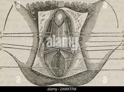 Le guide du dissecteur, ou, compagnon de l'étudiant : Illustré par de nombreux boisés, montrant clairement et expliquant la dissection de chaque partie du corps humain . ationalmanière, que tel que pratiqué jusqu'aux découvertes de Gall et Spuizheim, l'étudiant devrait examiner l'anatomie du cerveau, comme démontré par le thelatter, dans son travail sur ce sujet. LE GUIDE DES DISSECTEURS. 191 ischii d'un côté à celui de l'autre; quand, les angles de l'incision cruciale étant reflétés et le retour de broche, le fascia superficiel peut être dissecté. Il est nothingplus que la tis cellulaire sous-cutanée Banque D'Images