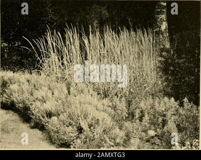 Maison et jardin; notes et pensées, pratiques et critiques, d'un travailleur dans les deux . Lunettes MuNSTEAD. (Voir/&gt;aoe 1^8.]. Lyme Grass {Elynms) et Lavender-Cotio {Santoluiu PLANTES POUR SOLS PAUVRES 195 Autres plantes épris de sable avec des feuilles blanchâtres areLavender-cotton {Santolina chamcecyparissus) et Cine-raria maritima. Cette belle plante, avec son feuillage profondément coupé de gris argenté, n'est pas sans grand-chose, bien qu'elle se tiendra à travers le plus doux des hivers, mais elle est facilement cultivée à partir de graines. Un sol sablonneux et léger est de nature sèche et chaude, et de nombreuses plantes du sud qui pourrissent avec l'humidité i Banque D'Images