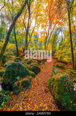 Torre Alfina (Latium, Italie) - Le bois sacré et magique appelé 'Bosco del Sasseto' pendant l'automne avec le feuillage, à côté du village médiéval avec Banque D'Images