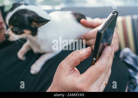 L'homme tient un chihuahua petit et mignon chien sur son ventre, et regarde son smartphone. Macro de mise au point sélective avec DOF peu profond. Banque D'Images