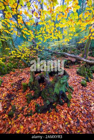 Torre Alfina (Latium, Italie) - Le bois sacré et magique appelé 'Bosco del Sasseto' pendant l'automne avec le feuillage, à côté du village médiéval avec Banque D'Images