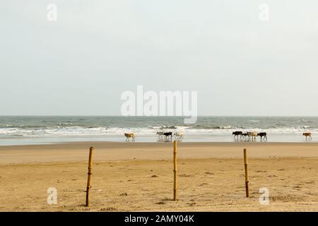 Des vaches sacrées le pâturage dans des groupes passé des jours de soleil eux-mêmes dans le sable chaud sur la plage de la mer de Goa. Océan indien en arrière-plan. Les animaux domestiques dans la nature n Banque D'Images