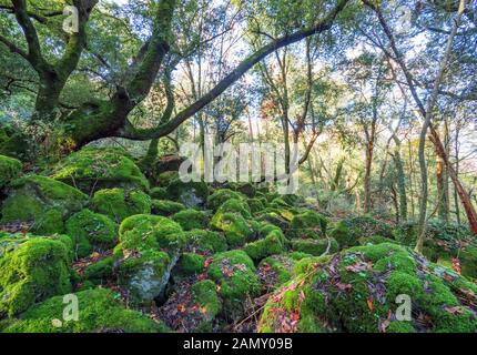 Torre Alfina (Latium, Italie) - Le bois sacré et magique appelé 'Bosco del Sasseto' pendant l'automne avec le feuillage, à côté du village médiéval avec Banque D'Images