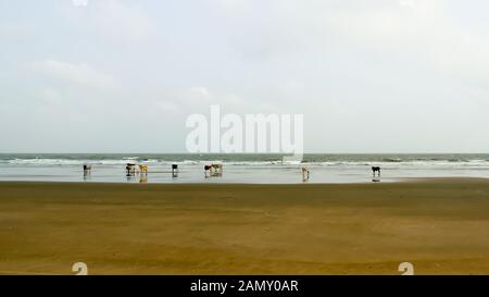 Des vaches sacrées le pâturage dans des groupes passé des jours de soleil eux-mêmes dans le sable chaud sur la plage de la mer de Goa. Océan indien en arrière-plan. Les animaux domestiques dans la nature n Banque D'Images