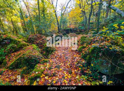 Torre Alfina (Latium, Italie) - Le bois sacré et magique appelé 'Bosco del Sasseto' pendant l'automne avec le feuillage, à côté du village médiéval avec Banque D'Images