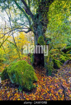 Torre Alfina (Latium, Italie) - Le bois sacré et magique appelé 'Bosco del Sasseto' pendant l'automne avec le feuillage, à côté du village médiéval avec Banque D'Images