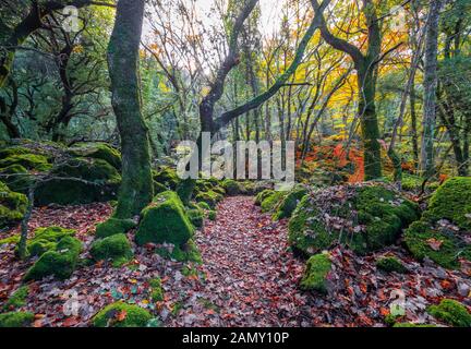 Torre Alfina (Latium, Italie) - Le bois sacré et magique appelé 'Bosco del Sasseto' pendant l'automne avec le feuillage, à côté du village médiéval avec Banque D'Images