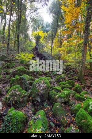 Torre Alfina (Latium, Italie) - Le bois sacré et magique appelé 'Bosco del Sasseto' pendant l'automne avec le feuillage, à côté du village médiéval avec Banque D'Images