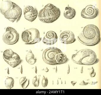 L'histoire naturelle de l'Église dans les deux partis principaux, la lithologie et la constologie : ne pas l'une de la Cité des pierres et de l'autre des codages : ouvrage dans le lequel est le résultat d'une nouvelle méthode et avis critique des principaux auteurs : enrichi de figures dessinées d'après nature . Coquillages Terrestres Vivants. Puô Courerts lie Ccniul/es . -,.^&gt;-?--:^^^ sa**^ Banque D'Images