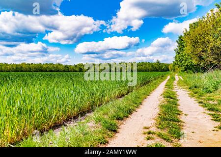 Champs à la limite de la ville entre Berlin et Brandenburg, Allemagne. Au-dessus du paysage, les nuages blancs peuvent être vus dans un ciel bleu vif. Entre les champs Banque D'Images