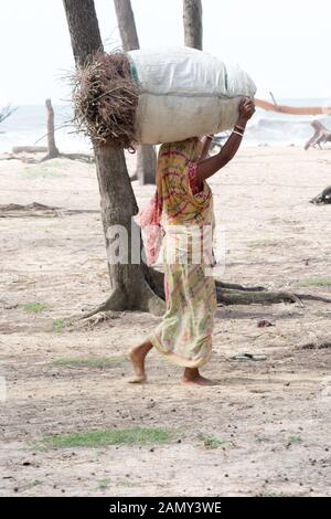 Hautes terres du nord-est de l'indienne de sous le seuil de pauvreté (BPL) transporter le bois et à pied de la forêt nationale d'utilisé pour la cuisine. Bois de chauffage Bois ou charc Banque D'Images