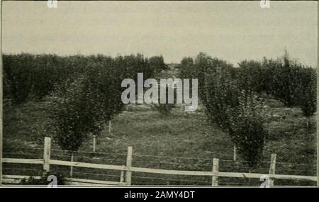Agriculture pour débutants . Fig. SoRefuse pour guérir Les Guéris rapidement Comment un arbre de pêche est-il fait? Tout d'abord, la fleur apparaît. Ensuite, la polarisation et la fécondation se produisent. Les stylos aux fruits. La fosse. Ou la graine, est enregistrée. Au printemps de l'année suivante, la semence est plantée. La jeune FAÇON DE LEVER UN ARBRE DE FRUITS 87 arbre, connu sous le nom de stock, monte rapidement. En août de cette année, l'oeuf de la variété qui est recherché est inséré dans le petit stock, près du sol. Un an plus tard, au printemps, le stock est coupé juste au-dessus du bourgeon. Le bourgeon jette une pousse, qui pousse à une hauteur de 6 pieds, et en t Banque D'Images