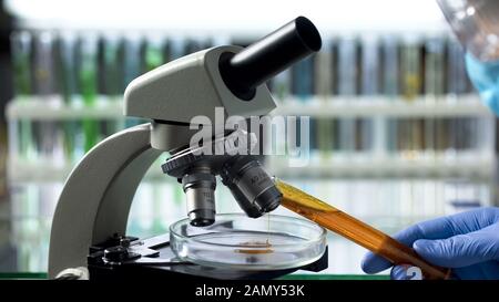 Ingénieur en technologie alimentaire observant l'huile de palme au microscope, en vérifiant la qualité Banque D'Images