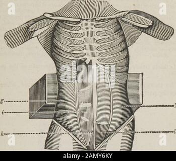 Le guide du dissecteur, ou, compagnon de l'étudiant : illustré par de nombreux boisés, montrant clairement et expliquant la dissection de chaque partie du corps humain . les res de la postériorlaise sont à trouver derrière le rectus ; la partie principale d'elle passingavant ce muscle, avec le tendon des transverversversauhs, à être inserteddans les cartilages de toutes les fausses côtes, dans le cartilage ensiforme, et la longueur entière de la linea alba. Action, — pour aider l'ancien muscle.Il plie le corps, cependant, dans la même direction avec l'obliquusexternus du côté opposé. Le crétre, vel musculu Banque D'Images