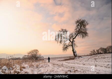 Randonneur .marcher seul en hiver la nature, l'homme debout sous le grand arbre solitaire. Banque D'Images