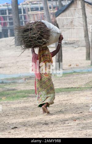 Hautes terres du nord-est de l'indienne de sous le seuil de pauvreté (BPL) transporter le bois et à pied de la forêt nationale d'utilisé pour la cuisine. Bois de chauffage Bois ou charc Banque D'Images