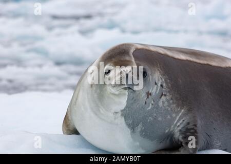 Phoque crabodon (Lobodon carcinophaga) sur un iceberg en Antarctique. Les phoques du crabotère sont le plus commun grand mammifère sur la planète après les humains, avec un Banque D'Images