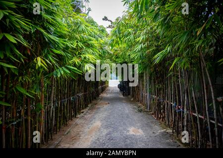 Trottoir de béton vert avec deux côtés couverts de bambous et de feuilles vertes. Banque D'Images