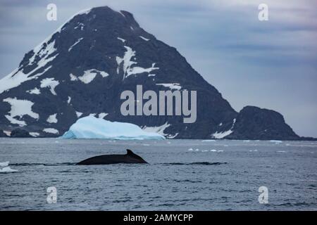 Rorqual miné de l'Antarctique (Balaenoptera bonaerensis). Cette baleine se trouve dans l'hémisphère sud, Banque D'Images