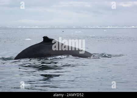 Rorqual miné de l'Antarctique (Balaenoptera bonaerensis). Cette baleine se trouve dans l'hémisphère sud, Banque D'Images