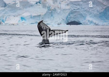 Rorqual miné de l'Antarctique (Balaenoptera bonaerensis). Cette baleine se trouve dans l'hémisphère sud, Banque D'Images