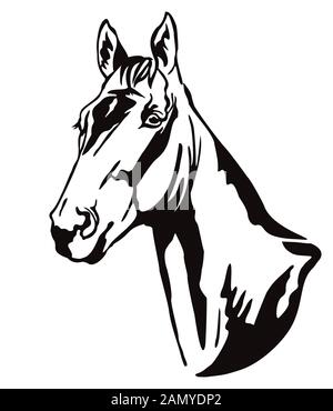 Contour décoratif portrait monochrome de beau cheval de course à la recherche de profil, vector illustration en couleur noir isolé sur fond blanc. Amp Illustration de Vecteur