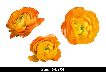 Ensemble de renoncules orange fleurs et feuilles isolées sur fond blanc Banque D'Images
