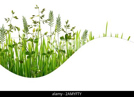 L'herbe verte sauvage et agitaient place pour texte isolé sur fond blanc Banque D'Images