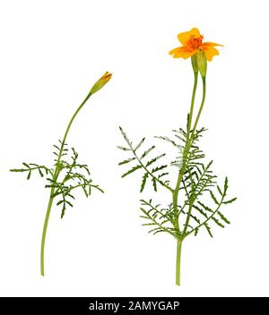 Ensemble de boutons de fleurs de souci sauvage et isolé sur blanc Banque D'Images