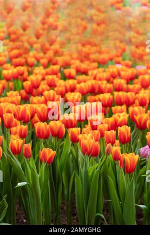 La nature douce et un groupe de floraison de tulipes colorées dans le jardin sélectionner focus faible profondeur de champ, fond de fleurs tulipes Banque D'Images
