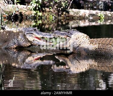 Couple Alligator close-up profile vue affichant les têtes, dents, nez, yeux, queue, pattes, dans leur environnement et de l'environnement Banque D'Images