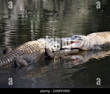 Couple Alligator close-up profile vue affichant les têtes, dents, nez, yeux, queue, pattes, dans leur environnement et de l'environnement. Banque D'Images