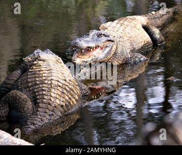 Couple Alligator close-up profile vue affichant les têtes, dents, nez, yeux, queue, pattes, dans leur environnement et de l'environnement. Banque D'Images