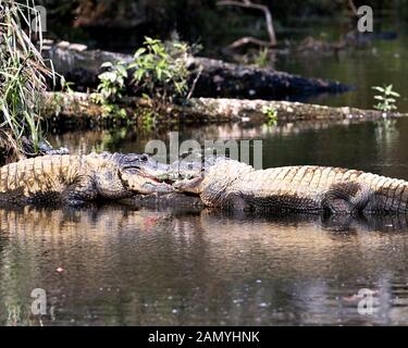 Couple Alligator close-up profile vue affichant les têtes, dents, nez, yeux, queue, pattes, dans leur environnement et de l'environnement. Banque D'Images