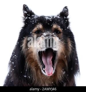 Finnish Lapphund en neige et hurlements, caméra en tête sur un fond blanc. Banque D'Images