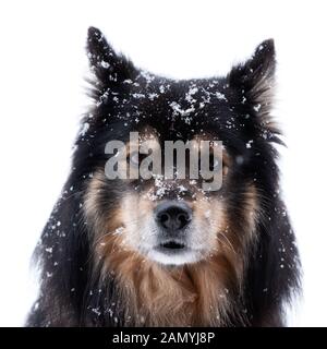 Finnish Lapphund en neige et looking at camera sur un fond blanc. Banque D'Images