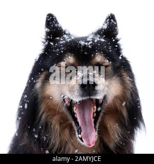 Finnish Lapphund en neige et bâillements, tête en appareil photo avec la bouche grande ouverte et les yeux fermés sur un fond blanc. Banque D'Images