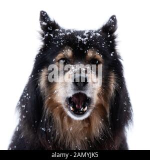 Finnish Lapphund en neige et hurlements, caméra en tête sur un fond blanc. Banque D'Images