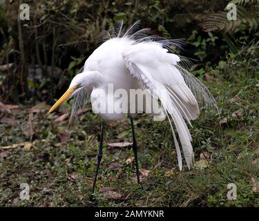 Grande Aigrette oiseau close-up Vue de profil dans l'eau avec des ailes propagation avec un fond de l'eau affichage tête, bec jaune, oeil, blanc duveteux fe Banque D'Images