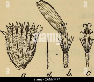 Un compagnon de la pharmacopie américaine; . ms). Arnicas Flores ; U. S. Arnica Flowers. Wohlverleihbluthen, Amikabluthen, G.; fleurs darnique, F.; Arnica, Sp.; Hastfiblommor, Sw. Origine.—Arnica Montana, Linne (Compositoe). Habitat.—Europe Et Amérique Du Nord. Description.—Voir la Pharmacopée, page 48 ; également Fig. 67-70.Se Compose des jeunes fleurs recueillies avant que le fruit commence à se former. Doit être d'une couleur jaune vif à partir des fleurs. Ne doit pas être grisâtre-timide du pappus, et doit être libre des insectes. La poudre causséternuant. Le médicament a une odeur aro-matique faible, mais un acr amer Banque D'Images