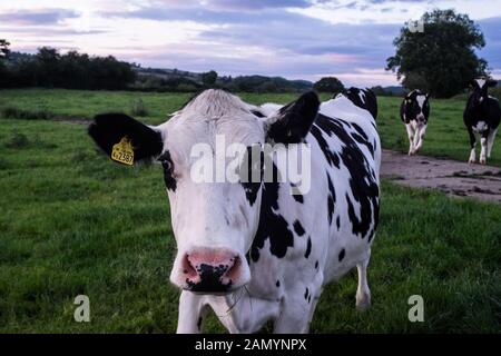 Vache de race Frisonne gallois est looking at camera avec plus de vaches en arrière-plan Banque D'Images