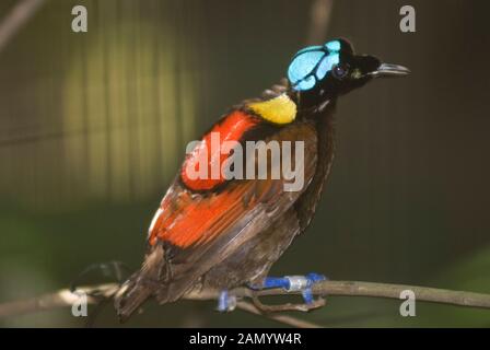 Wilson's Bird of Paradise, Diphyllodes republica, en captivité, le Parc ornithologique de Jurong, à Singapour Banque D'Images