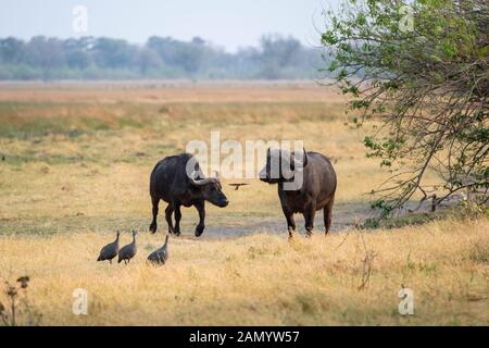 taureau de buffle africain (syncerus caffer) avec vache dans La Réserve de jeu de Moremi, Delta d'Okavango, Botswana, Afrique australe Banque D'Images