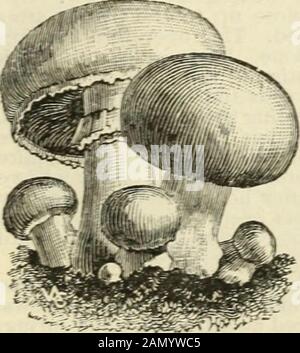 Semences annuelles, 1899 . CHAMPIGNONS. Le champignon est un champignon comestible de couleur blanche, qui passe au brun lorsqu'il est vieux. Les* branchies sont lâches, de rouge-pinkish, passant à la couleur du foie. Il ne produit aucune graine, mais au lieu de cela, une substance fibreuse blanche dans les filets cassés, appelée frai, qui est conservée dans le fumier de cheval, étant pressée sous forme de briques. Ainsi préparé il conservera sa vitalité pendant des années. ^lushrooms peuvent être cultivés dans des caves, dans des hangars, dans des lits chauds ou parfois dans l'air d'ojpen. Le fumier de cheval de fer à une température d'environ 70 degrés, mélangé avec une hume de sod d'offiche de poids égal, est fait moi Banque D'Images